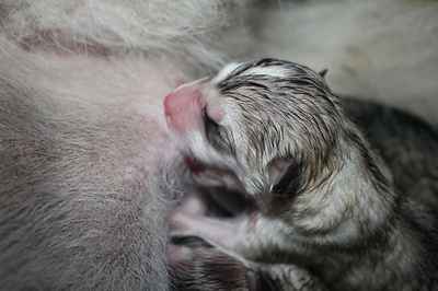 Újszülött malamut bébi szopizik
